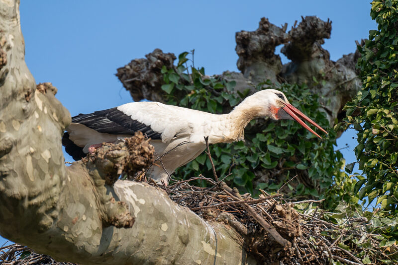cigogne animaux