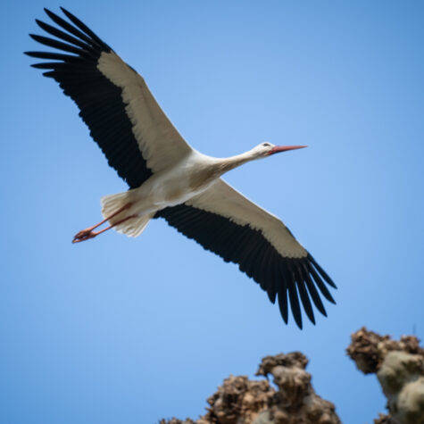 cigogne animaux alsace