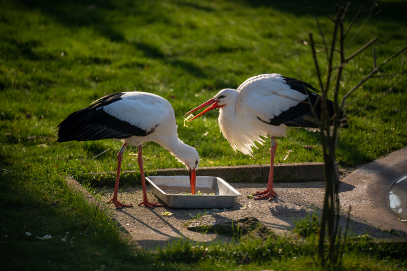 cigogne animaux