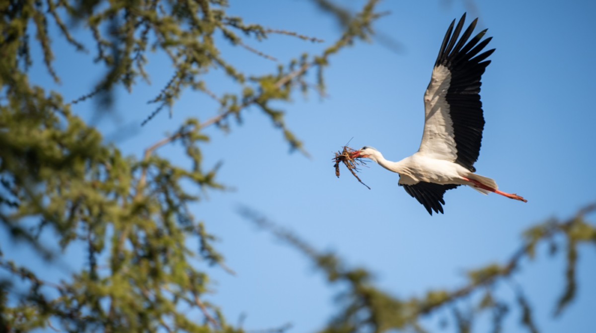 animaux cigogne alsace