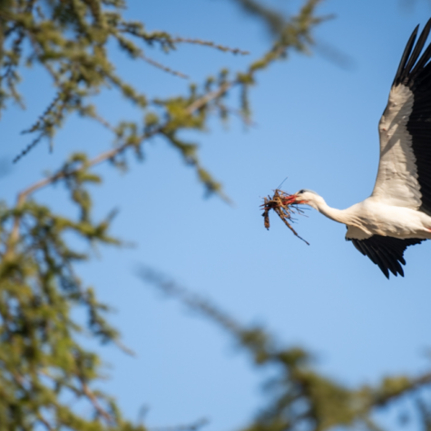 animaux cigogne alsace
