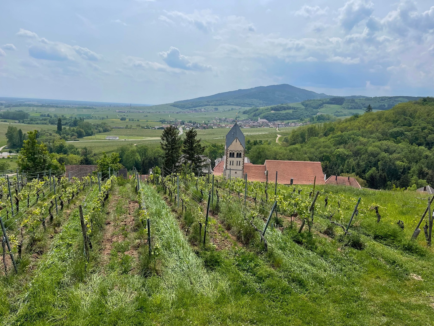 route des vins vignes alsace