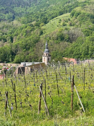 route des vins vignes alsace