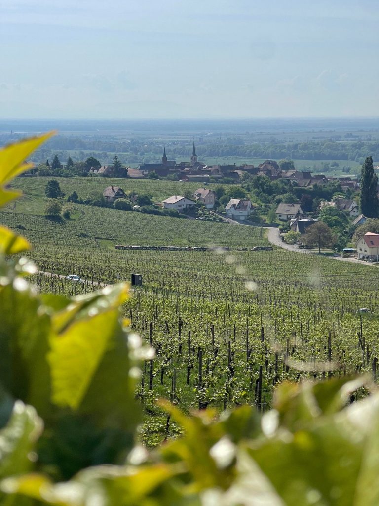 route des vins vignes alsace