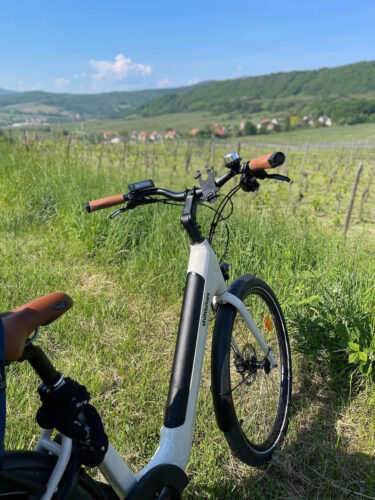 route des vins vignes alsace