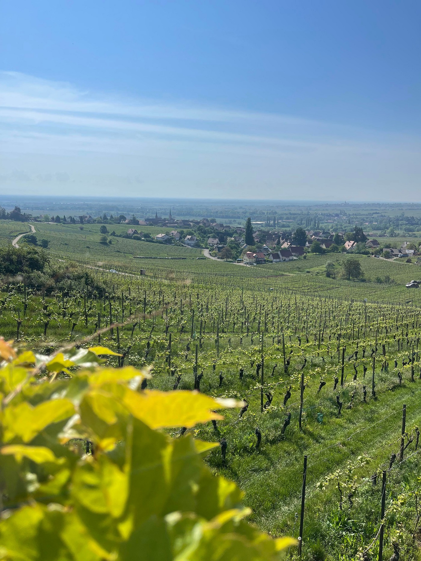 route des vins vignes alsace