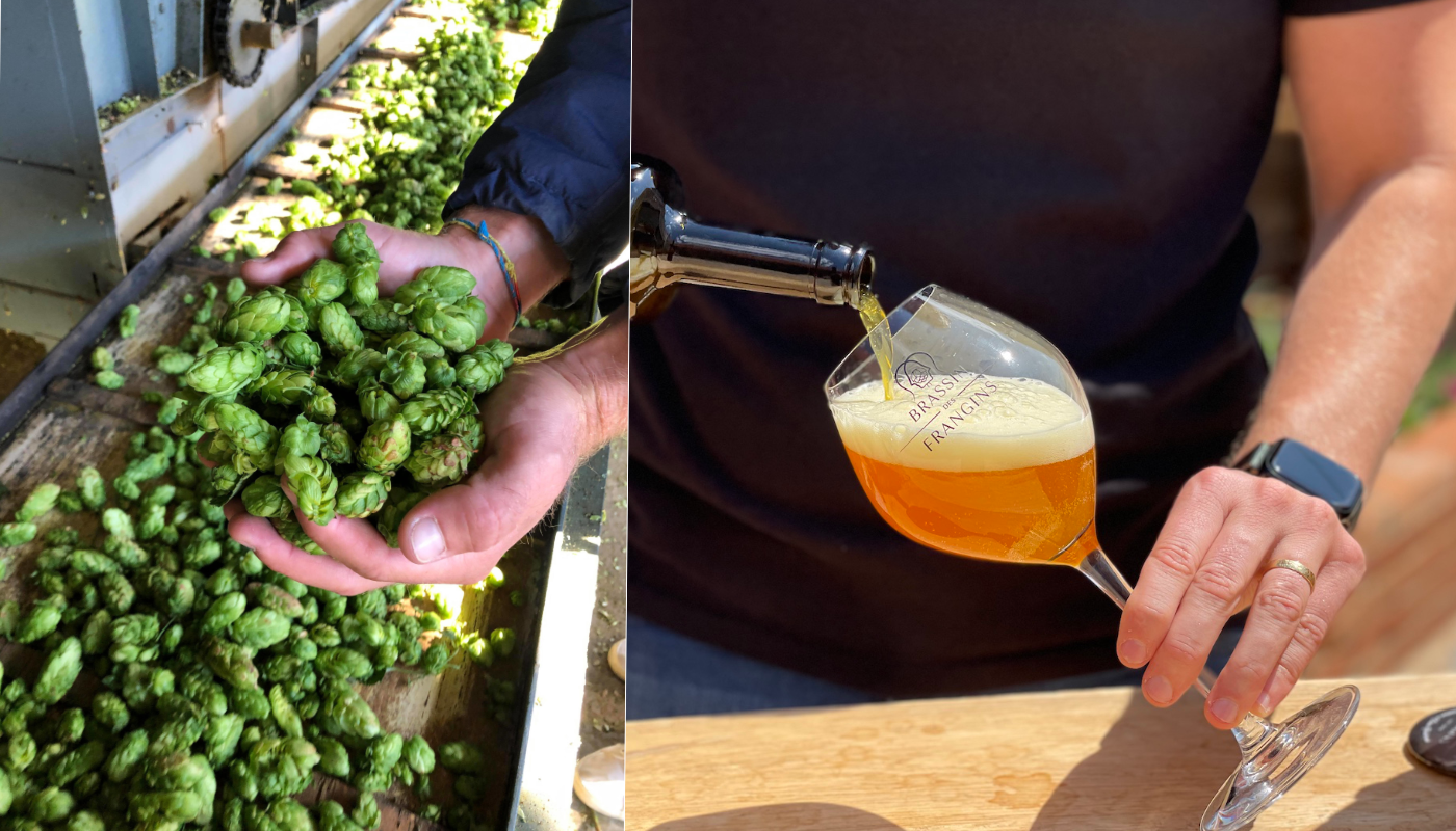 90% du houblon national : L'Alsace, terre idéale pour la fabrication de la  bière ?