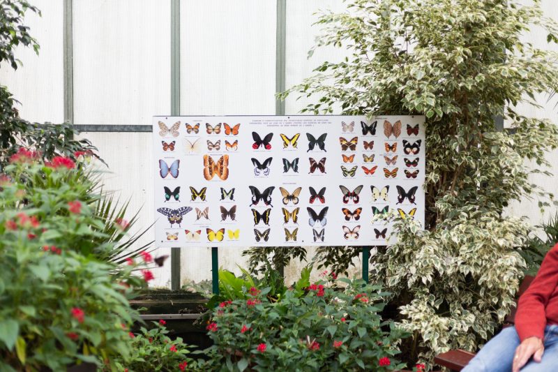 Le Jardin des Papillons, sorties, octobre