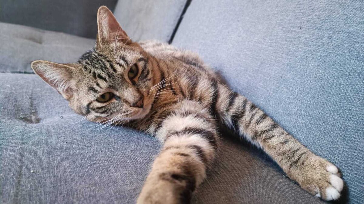 chat animaux