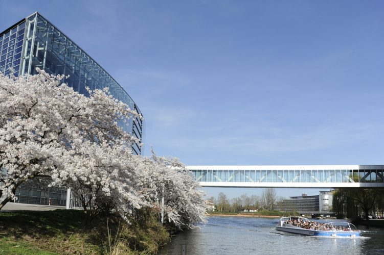 Spring season – Cherry Blossom – EP headquarters in Strasbourg