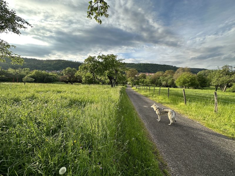 Kimenau Corentin Voyage à pieds avec son chien – la paix des chiens