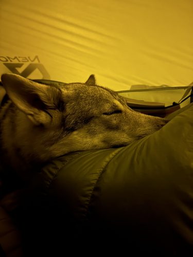 Kimenau Corentin Voyage à pieds avec son chien – la paix des chiens