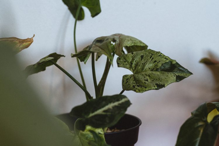 Deal de boutures et troc de cache-pots : dans la jungle des plantes addicts strasbourgeois(es)