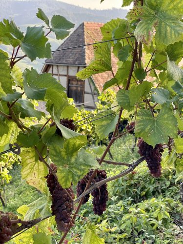 cascades d&rsquo;Allerheiligen abbaye monastère château vignes vin