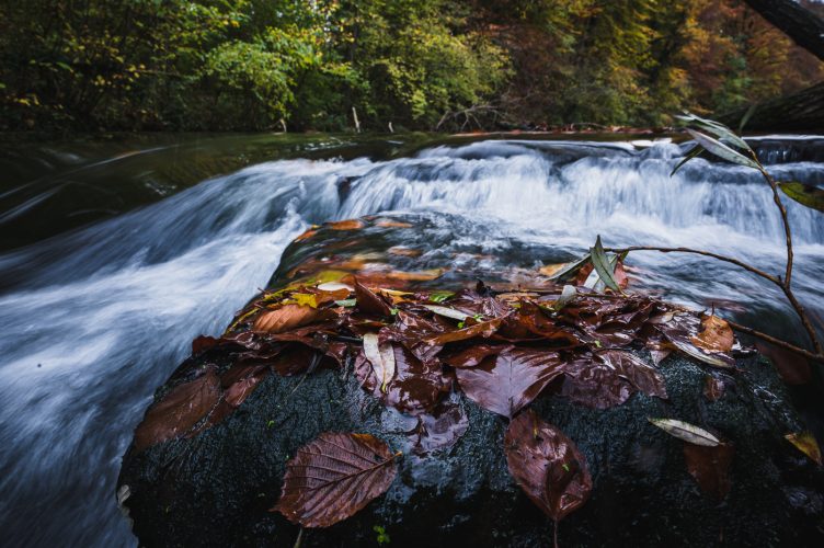 Réserve naturelles Robertsau La Wantzenau Nature en ville