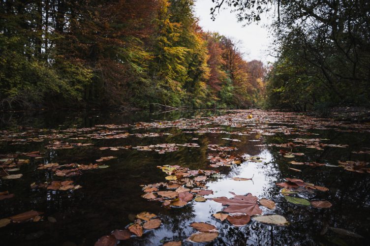 Réserve naturelles Robertsau La Wantzenau Nature en ville