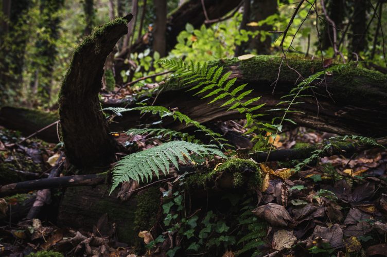 Réserve naturelles Robertsau La Wantzenau Nature en ville