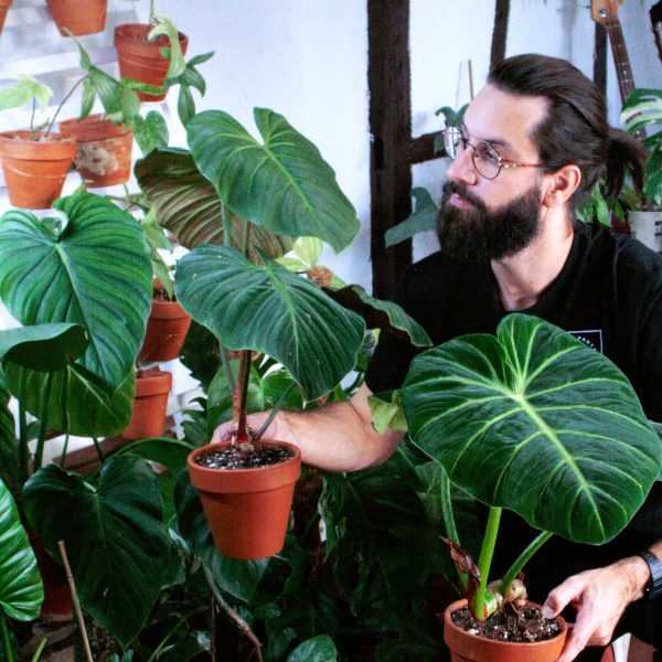 Studio plantes