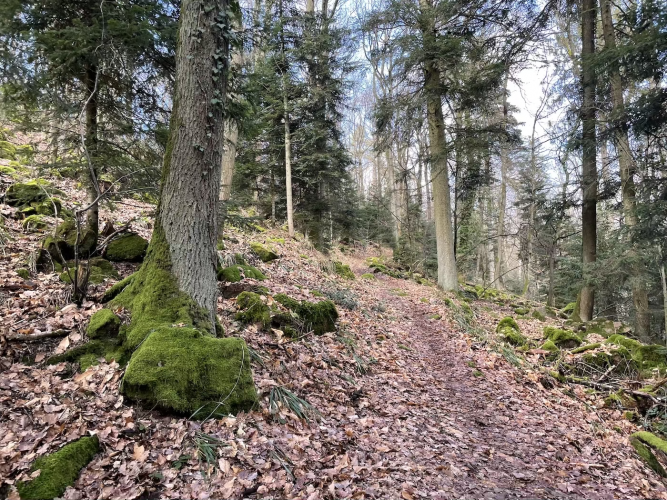 Randonnée Heindenkopf forêt hiver