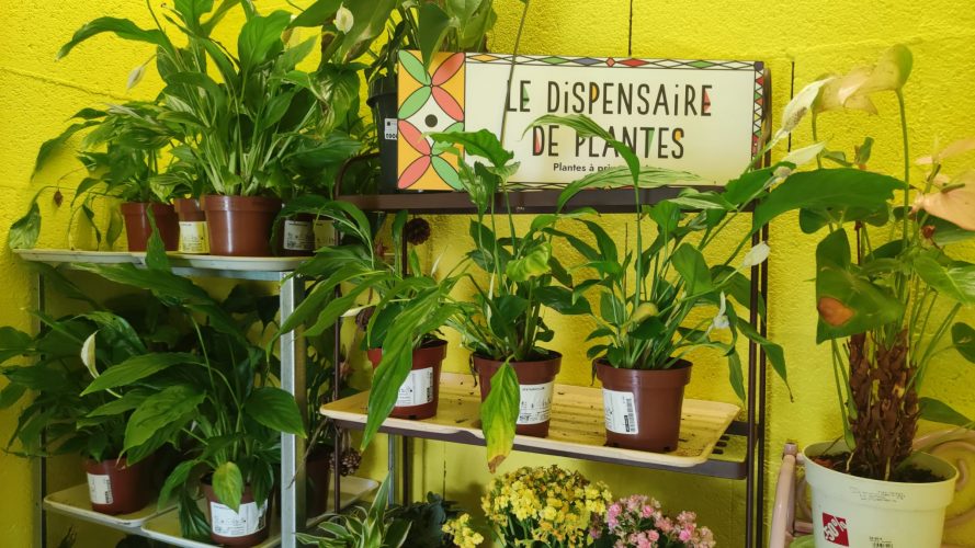 Wagon Souk dispensaire des plantes