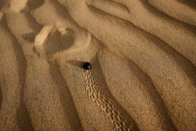 sidi kaouki maroc voyage évasion vacances soleil plage dunes