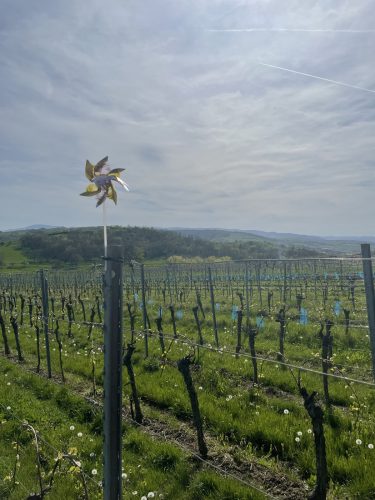Randonnée Scharrachberg – vignes