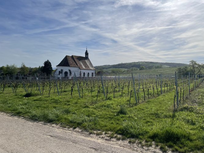 Wolxheim  – vignes