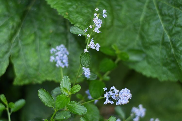 Strasbourg ça pousse plantes végétaux verdure fleurs jardinage (44)
