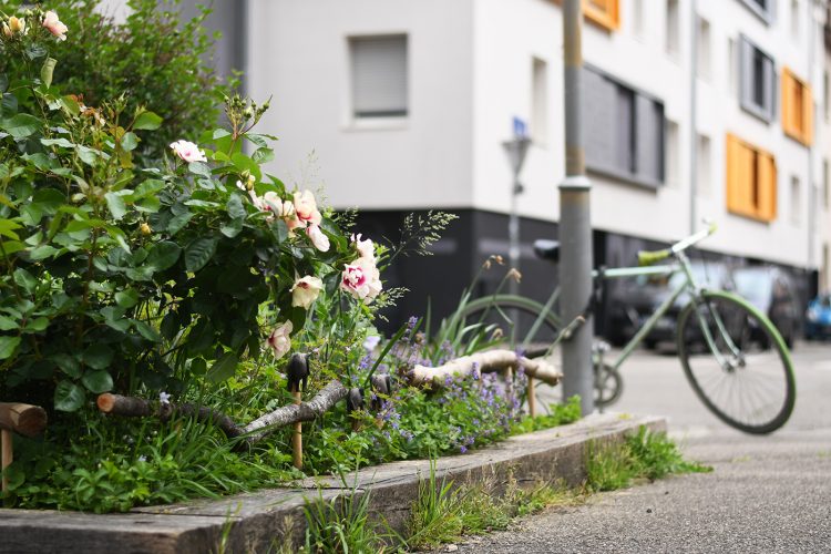 Strasbourg ça pousse plantes végétaux verdure fleurs jardinage (5)