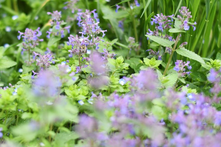 Strasbourg ça pousse plantes végétaux verdure fleurs jardinage (7)