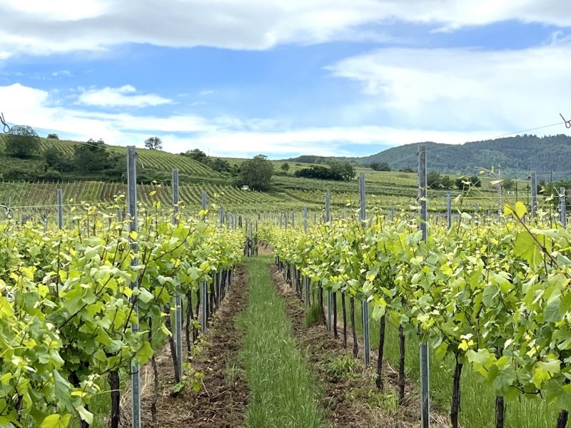 Bestheim vin boutique vin sans alcool cuvée vigne