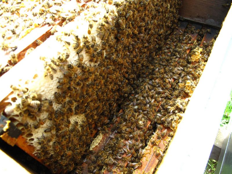 abeilles d’Alsace ruche miel