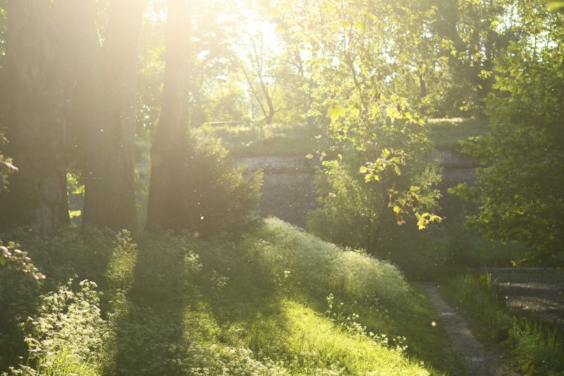 parc Citadelle végétation pollen feuillage arbre (8)