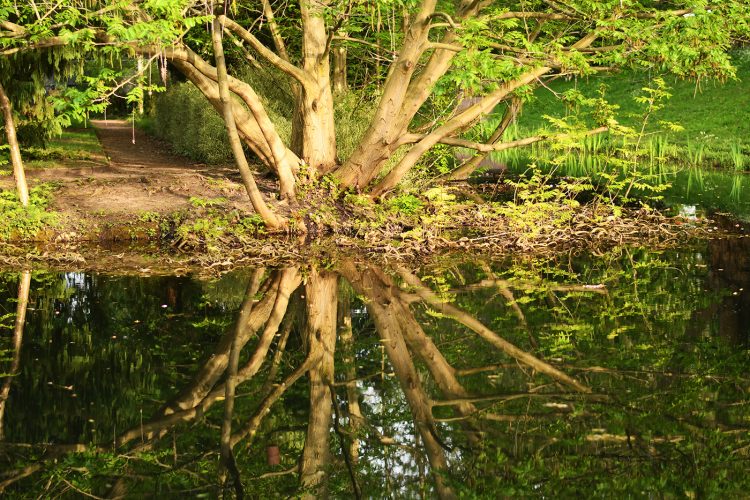 Citadelle végétation reflet arbre (24)