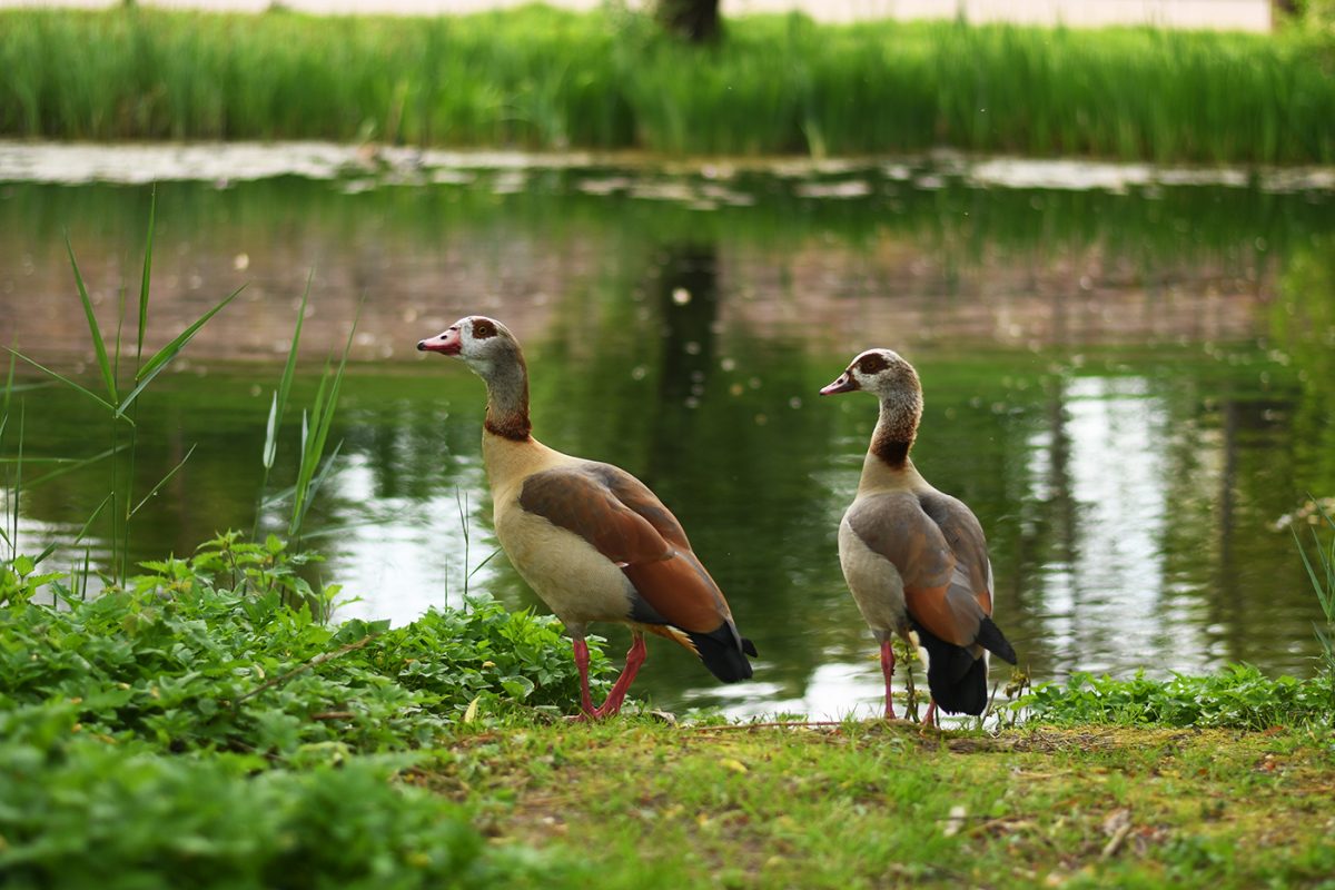 Parc citadelle canards (1)