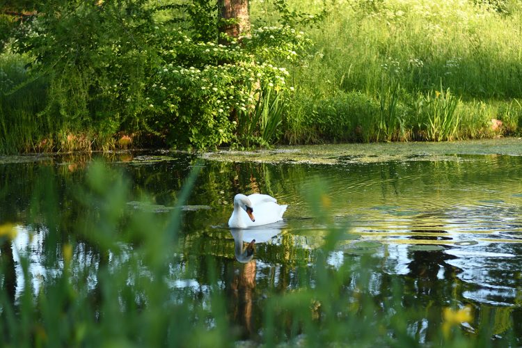 Parc Citadelle cygne (6)