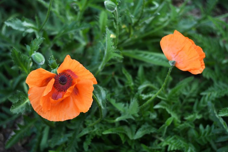 Parc citadelle fleurs (2) coquelicot