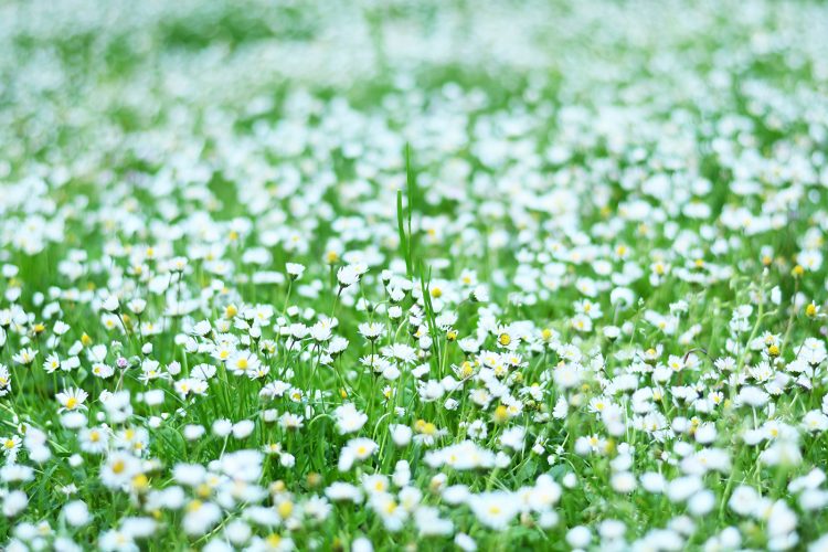 Parc citadelle fleurs (3) pâquerette