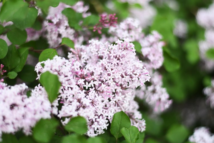 Parc citadelle fleurs (8)