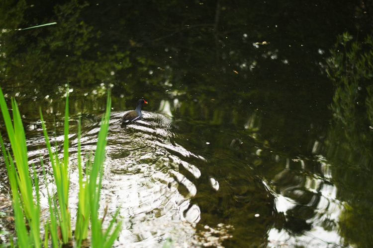 Parc Citadelle oiseau