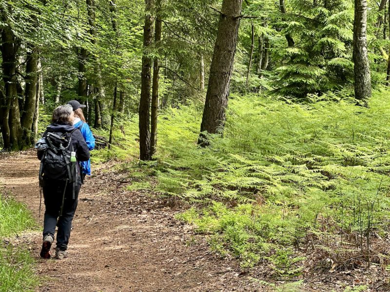 Alsace verte randonnée forêt paysage château