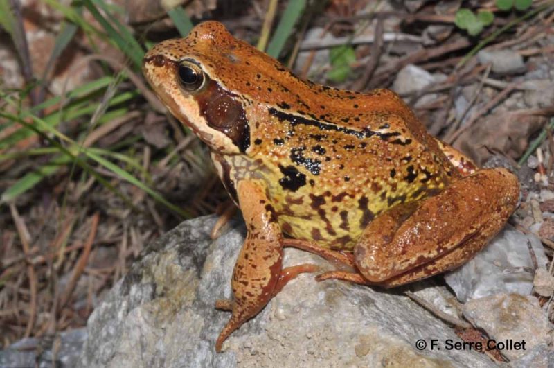 Grenouille Rousse