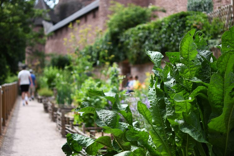 Château Haut-Koenigsbourg plantes fleurs jardin (10)