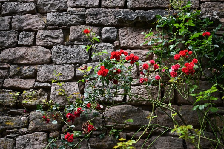 Château Haut-Koenigsbourg roses plantes fleurs jardin (11)