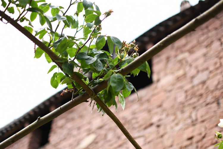 Château Haut-Koenigsbourg plantes fleurs jardin (12)