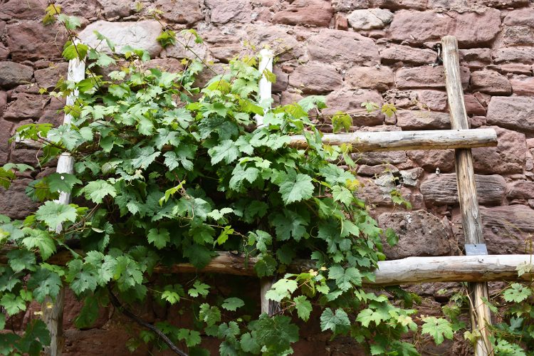 Château Haut-Koenigsbourg plantes fleurs jardin (13)