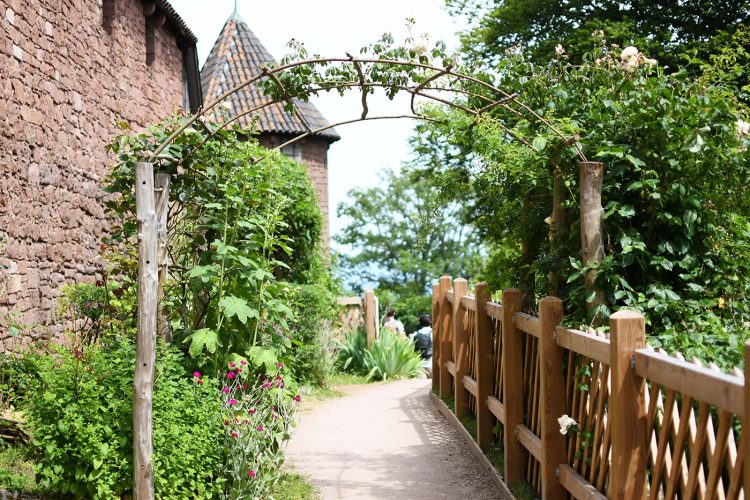 Château Haut-Koenigsbourg plantes fleurs jardin (3)