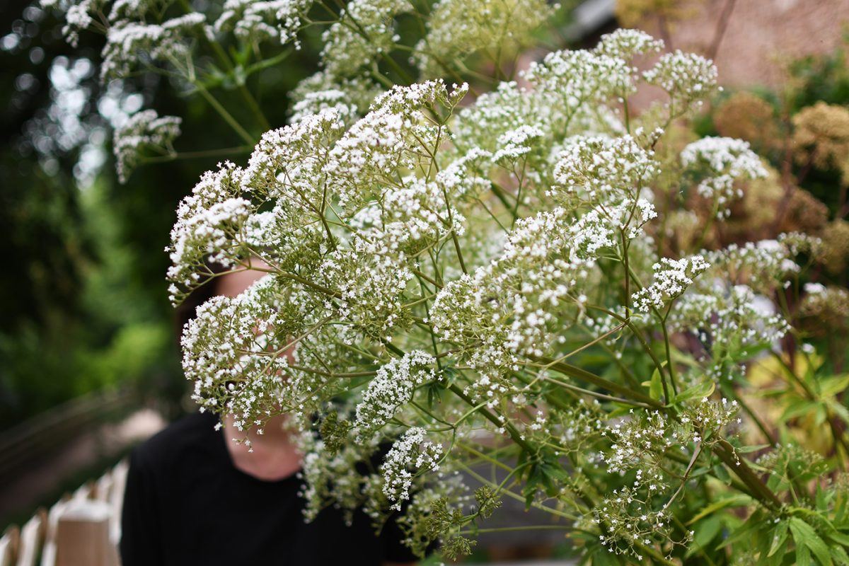 Château Haut-Koenigsbourg plantes fleurs jardin (7)