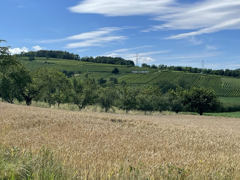 Randonnée Vignoble Dorlisheim