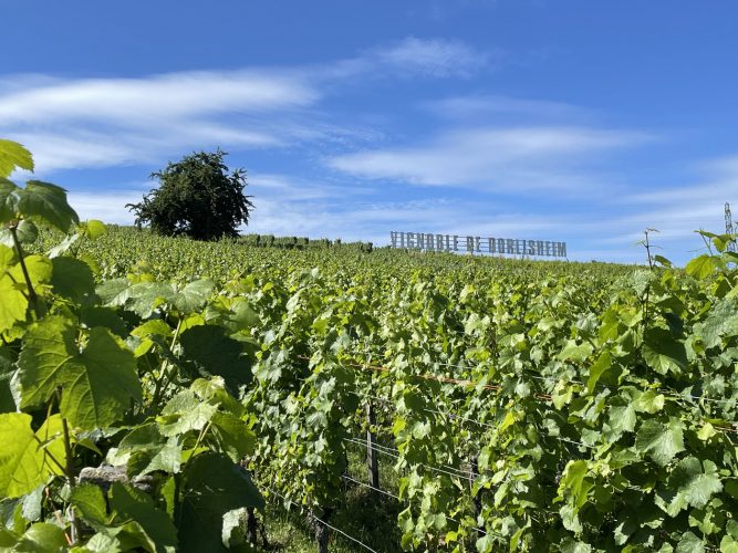 Randonnée Vignoble Dorlisheim